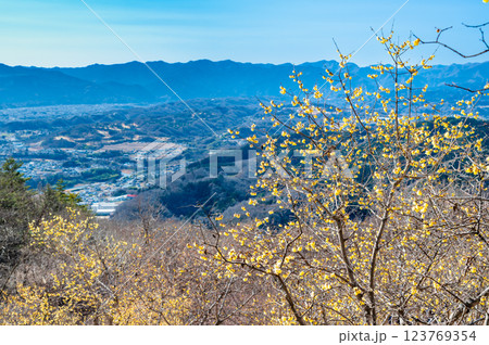 埼玉・秩父　宝登山のロウバイと秩父盆地の眺め 123769354