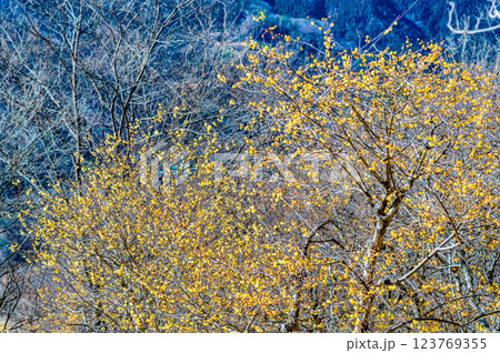 埼玉・秩父 宝登山のロウバイ 埼玉・秩父 宝登山のロウバイ 123769355