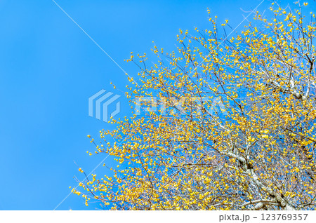 埼玉・秩父 宝登山のロウバイ 埼玉・秩父 宝登山のロウバイ 123769357