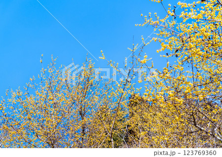 埼玉・秩父　宝登山のロウバイ 123769360