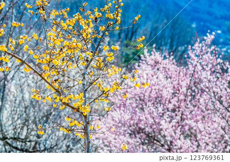 埼玉・秩父 宝登山のロウバイと紅梅 埼玉・秩父 宝登山のロウバイと紅梅 123769361