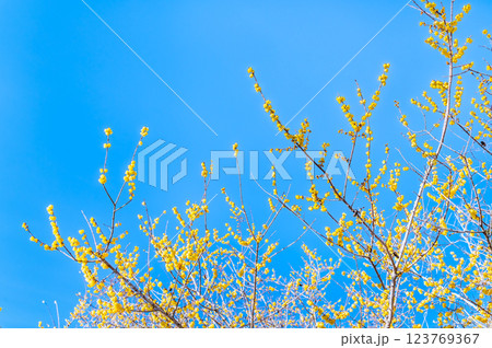 埼玉・秩父　宝登山のロウバイ 123769367