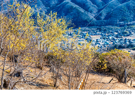 埼玉・秩父　宝登山のロウバイと秩父盆地の眺め 123769369