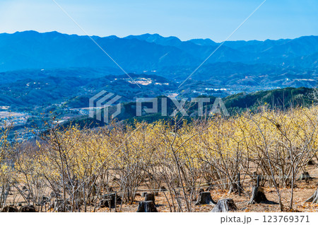 埼玉・秩父　宝登山のロウバイと秩父盆地の眺め 123769371