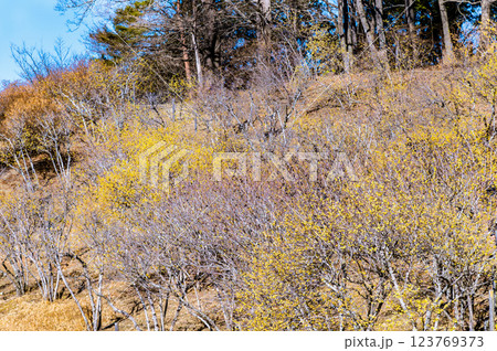 埼玉・秩父　宝登山のロウバイ 123769373