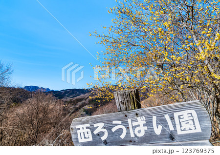 埼玉・秩父 宝登山のロウバイ 埼玉・秩父 宝登山のロウバイ 123769375