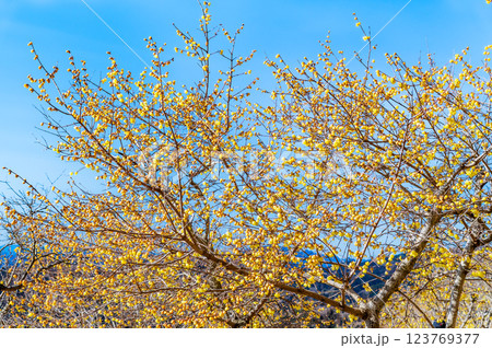 埼玉・秩父　宝登山のロウバイ 123769377