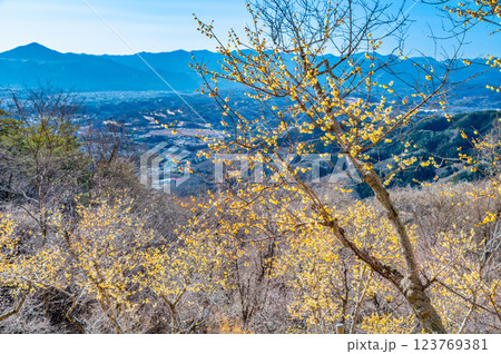 埼玉・秩父　宝登山のロウバイと秩父盆地の眺め 123769381