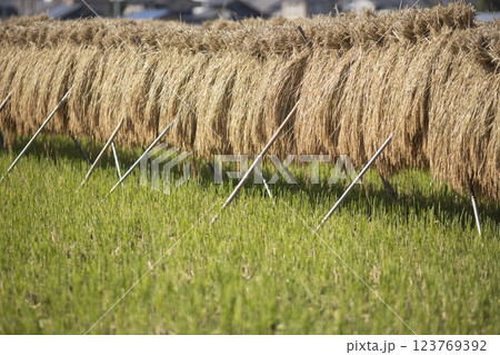 稲干しのある風景 123769392