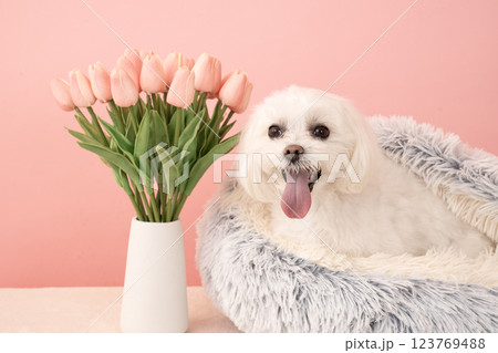 ピンクバックとチューリップとベッドに入って微笑むマルチーズのココ 123769488