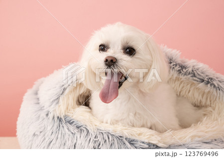 ピンクバックとベッドに入って微笑むマルチーズのココ 123769496
