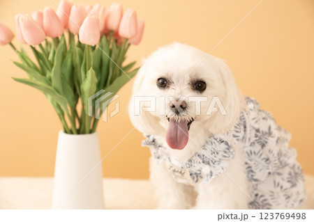 ベージューバックとチューリップと微笑むマルチーズのココ ベージューバックとチューリップと微笑むマルチーズのココ 123769498