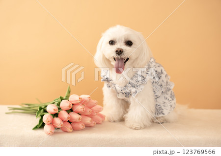 ベージューバックとチューリップと微笑むマルチーズのココ 123769566