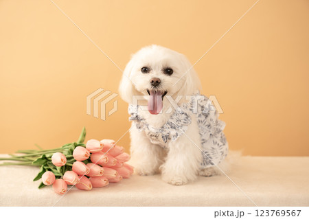 ベージューバックとチューリップと微笑むマルチーズのココ 123769567