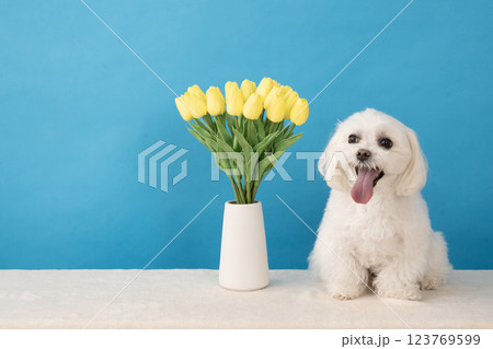 ブルーバックと黄色いチューリップと微笑むマルチーズのココ 123769599