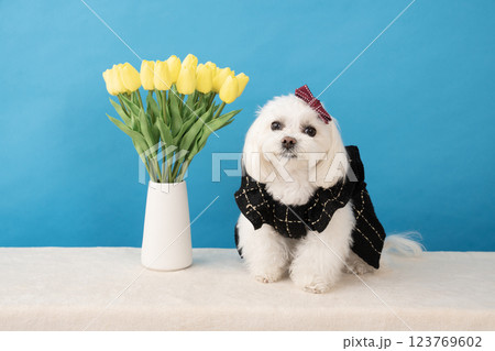 ブルーバックと黄色いチューリップと微笑むマルチーズのココ 123769602