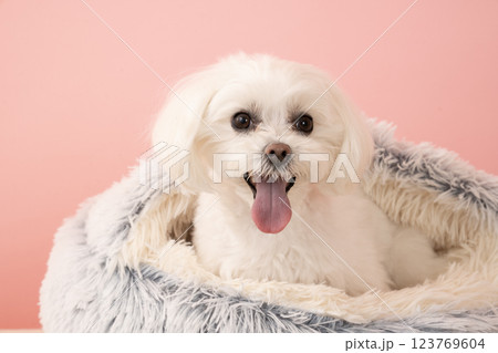 ピンクバックとベッドに入って微笑むマルチーズのココ 123769604