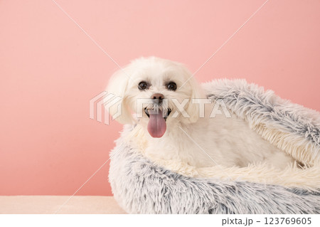 ピンクバックとベッドに入って微笑むマルチーズのココ 123769605