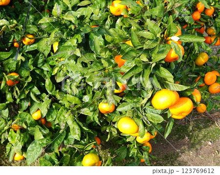 みかん畑15 みかん畑15 123769612