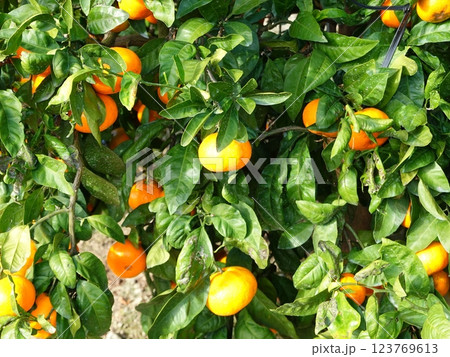 みかん畑16 123769613