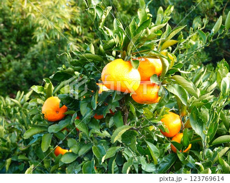 みかん畑17 123769614