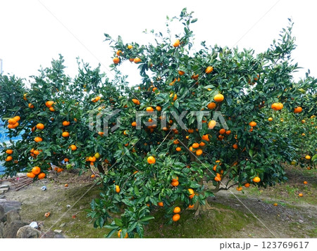 みかん畑20 みかん畑20 123769617