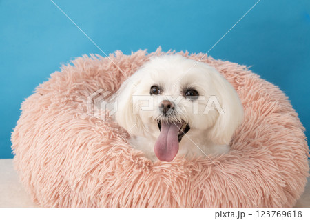 ブルーバックとピンクのベッドに入ったマルチーズのココ ブルーバックとピンクのベッドに入ったマルチーズのココ 123769618