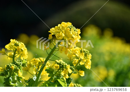 菜の花 123769658