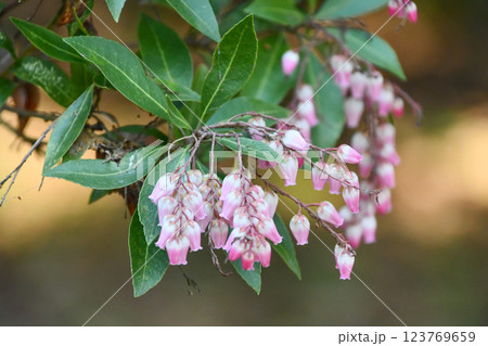アセビ Japanese andromeda アセビ Japanese andromeda 123769659