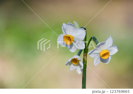 スイセン 123769665