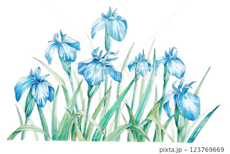 アイリスの手描き水彩イラスト 123769669