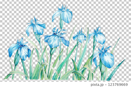 アイリスの手描き水彩イラスト 123769669