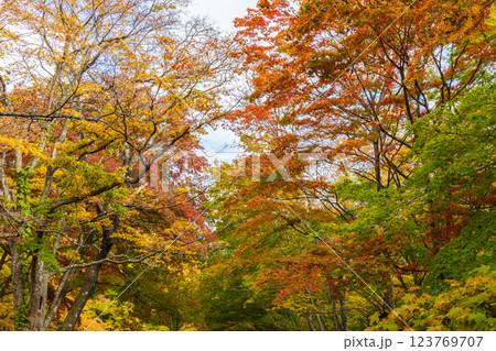 秋の青森県黒石市 紅葉の中野もみじ山 秋の青森県黒石市 紅葉の中野もみじ山 123769707