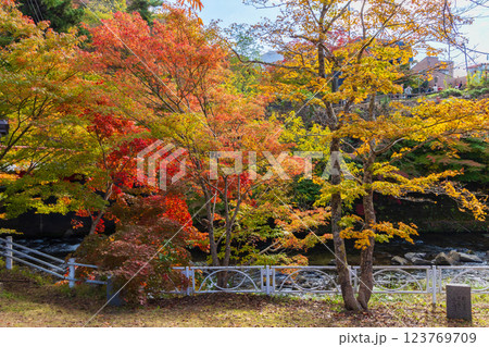 秋の青森県黒石市　紅葉の中野もみじ山 123769709