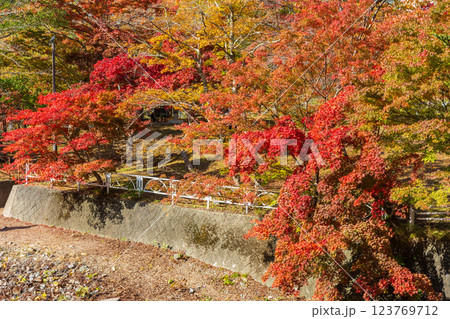 秋の青森県黒石市　紅葉の中野もみじ山 123769712