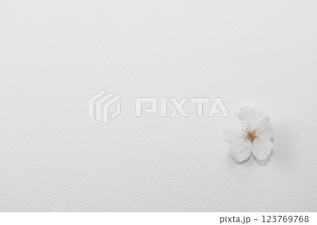 白背景_桜の花 123769768