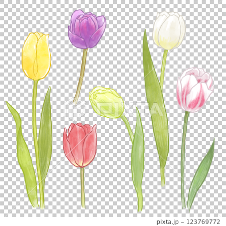 鬱金香圖 123769772