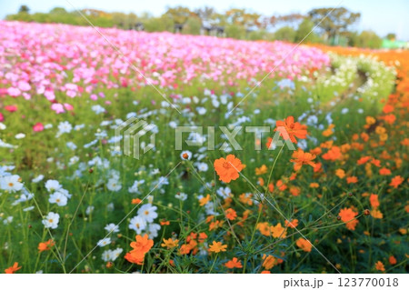 鮮やか　キバナコスモスの花 123770018