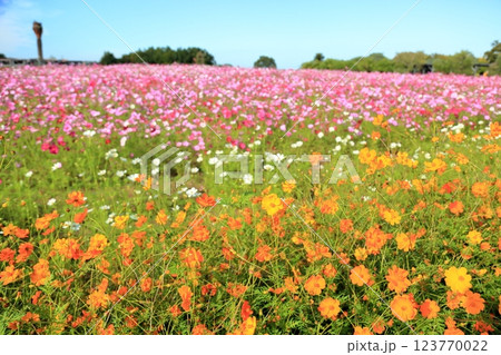 鮮やか キバナコスモスの花 鮮やか キバナコスモスの花 123770022