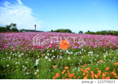 鮮やか　キバナコスモスの花 123770023