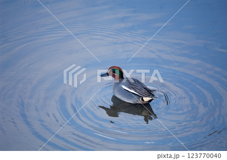 信濃川・やすらぎ堤の小鴨(こがも) 123770040