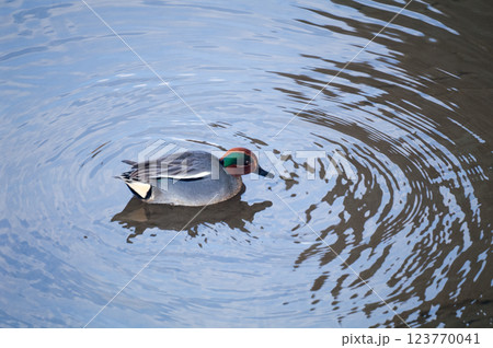 信濃川・やすらぎ堤の小鴨(こがも) 123770041