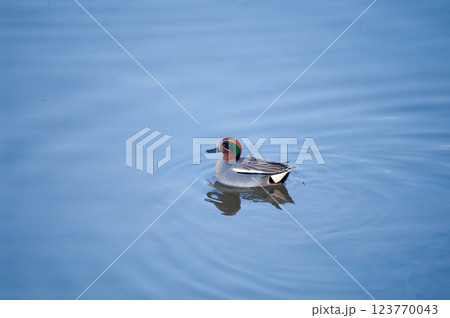 信濃川・やすらぎ堤の小鴨(こがも) 123770043