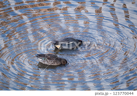 信濃川・やすらぎ堤の小鴨(こがも)の採餌 123770044