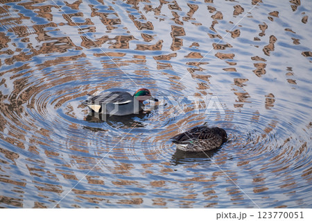 信濃川・やすらぎ堤の小鴨(こがも)の採餌 123770051