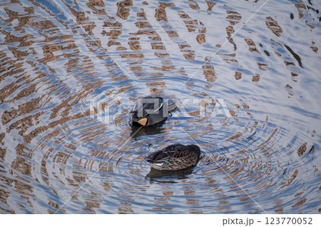 信濃川・やすらぎ堤の小鴨(こがも)の採餌 123770052