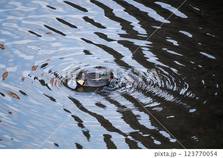 信濃川・やすらぎ堤の小鴨(こがも)の採餌 123770054