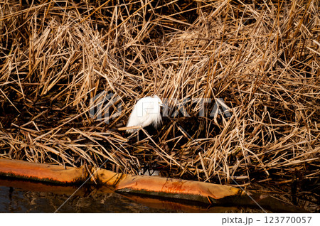 信濃川・やすらぎ堤の小鷺(こさぎ) 信濃川・やすらぎ堤の小鷺(こさぎ) 123770057