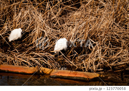 信濃川・やすらぎ堤の小鷺(こさぎ) 信濃川・やすらぎ堤の小鷺(こさぎ) 123770058