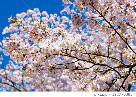 晴れた日満開のソメイヨシノ 晴れた日満開のソメイヨシノ 123770393